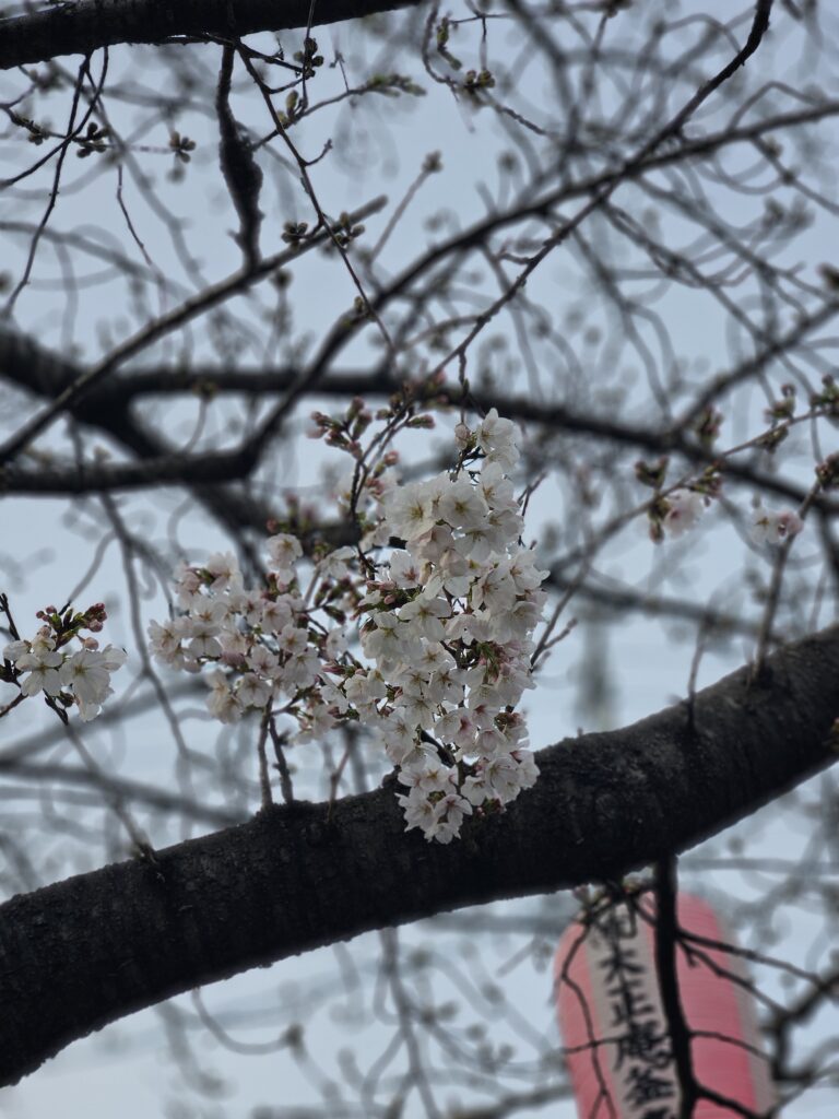 曇天と桜