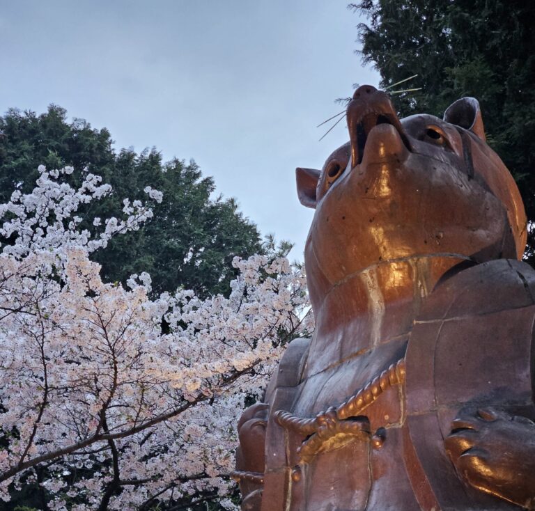 タヌキと桜