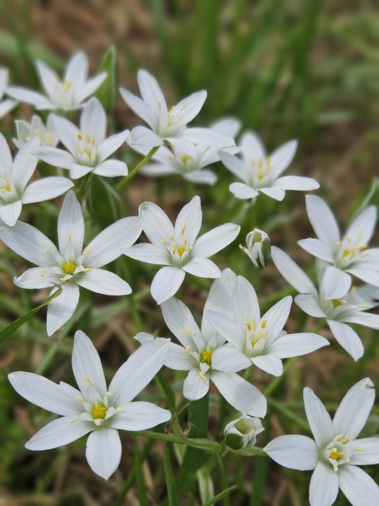 野に咲く白い花