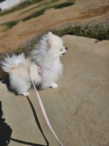 風に吹かれるポメラニアン