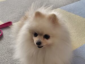 爆毛ポメラニアン