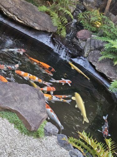 脂肪織炎④
