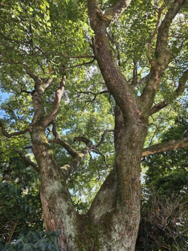 10月のトリミング