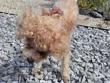 ミニーおじいわん虹の橋を渡る