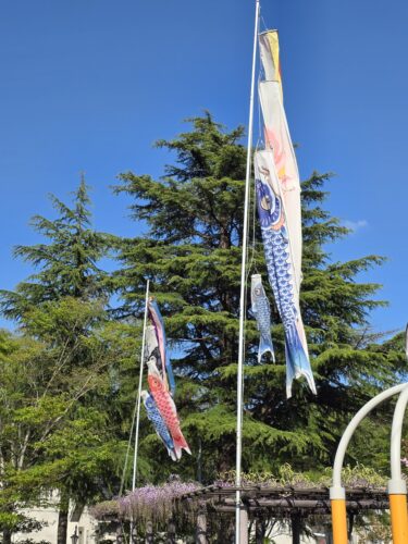 蛋白漏出性腸症再燃2