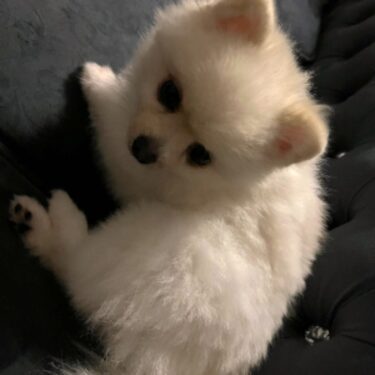イブが本当の天使になりました⑤